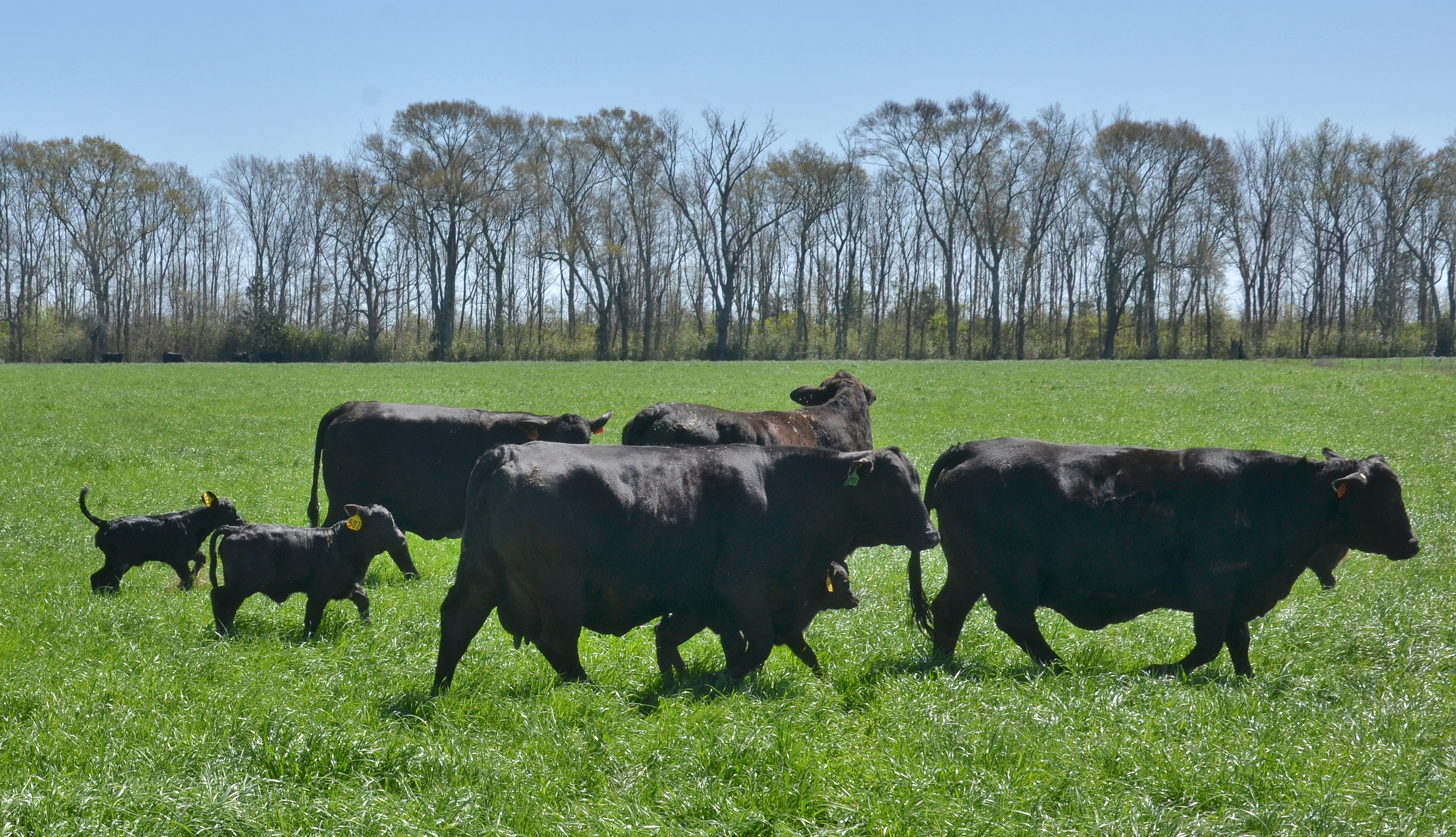 Biosecurity practices key to safe animal agriculture during spring and beyond 